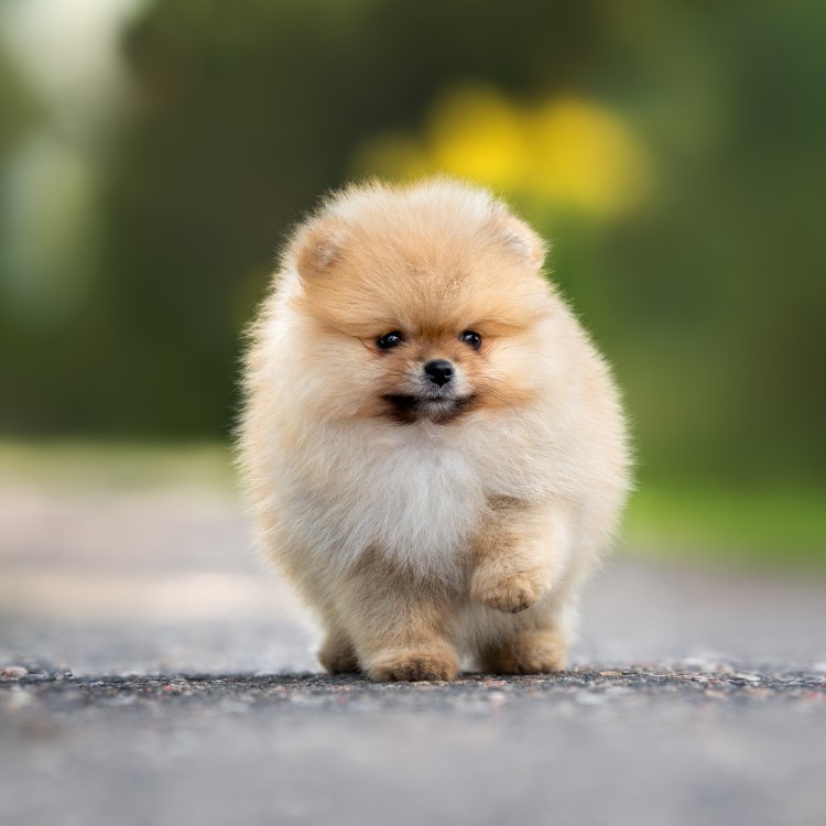 Pomeranian-4