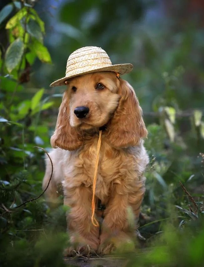 קוקר ספניאל אנגלי
