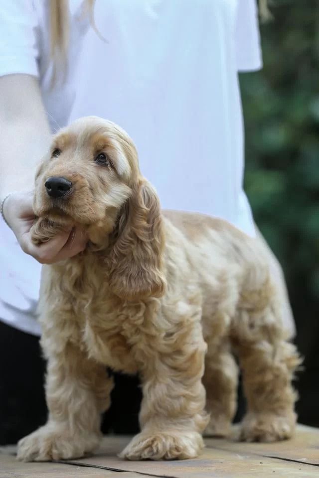 קוקר ספניאל אנגלי