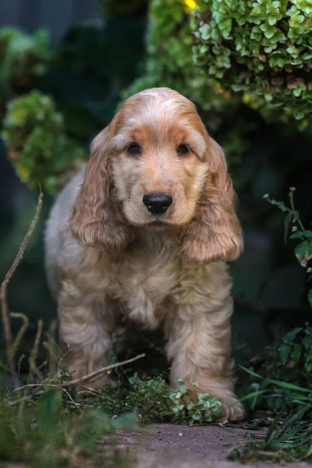 קוקר ספניאל אנגלי