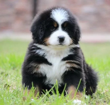 ברנר זננהונד