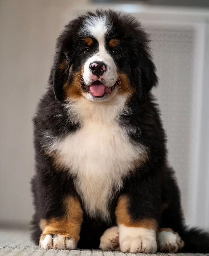 ברניז כלב הרים