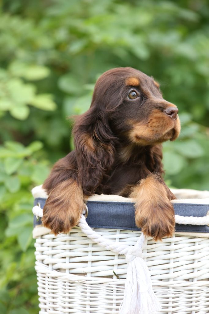 קוקר ספניאל שוקולד