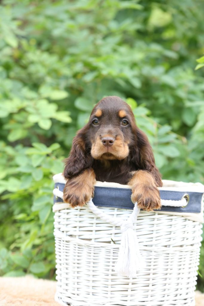 גור קוקר ספניאל