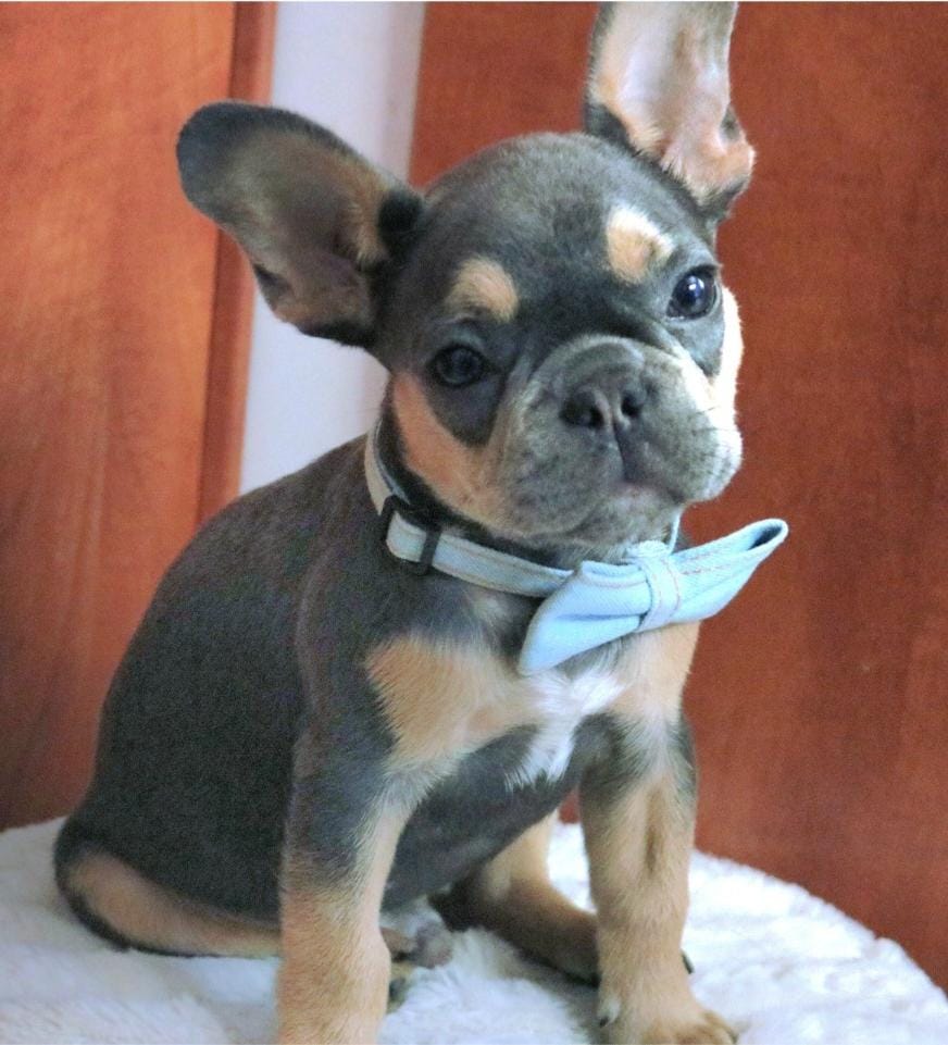 בולדוג צרפתי